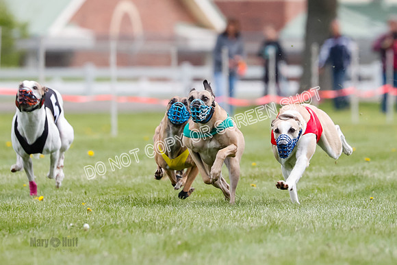 WRA, Prg 1, Race 14, Chase Buttercup Joplin Cinder Navi-8506