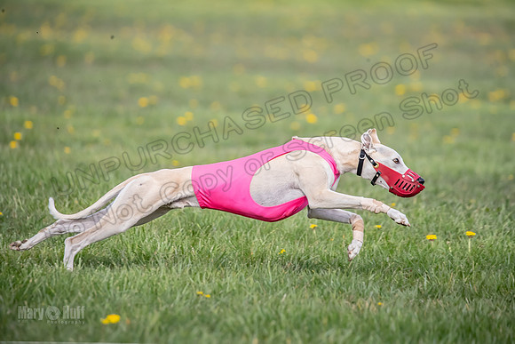 1 Prelim FCh A4 Whisper Zinger-6711