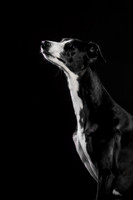 Puck 5.23.2020-1233-Edit