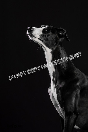 Puck 5.23.2020-1233-Edit