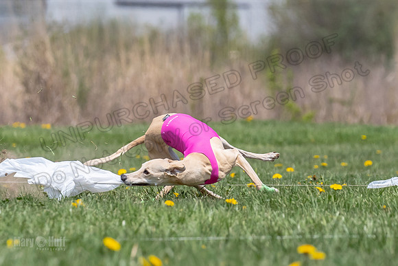 Finals Open F4 Easy Fenn Ace-3976