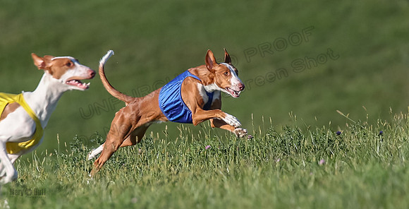1 Prelims Open 1 Jagger Forrest Maverick-3497