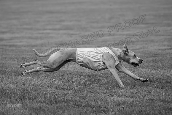 Prelims Zara-0834-2
