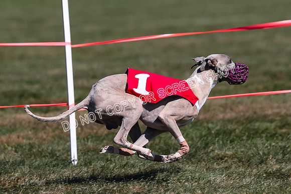 Prg 3, Race 10, Blitz Moonstruck Fortuna Tipa-2207