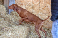 MCH54903