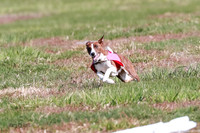 Basenji