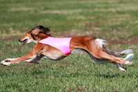 Saluki
