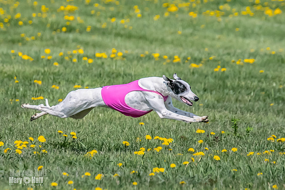 1Prelims Specials B6 Mantle PeteySue Echo-1586