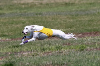 Whippet