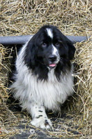 Rattner Purchased