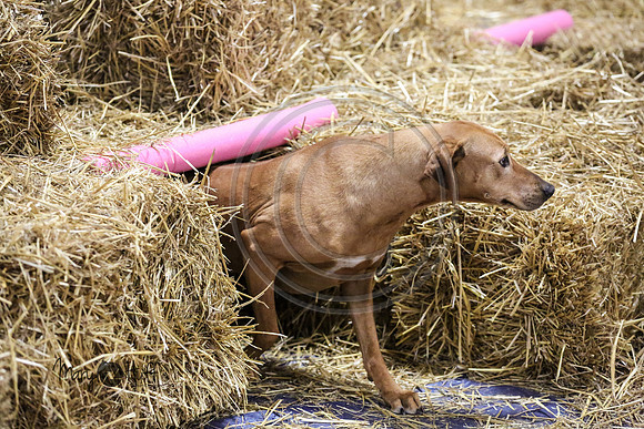MCH55340