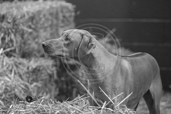 MCH55630