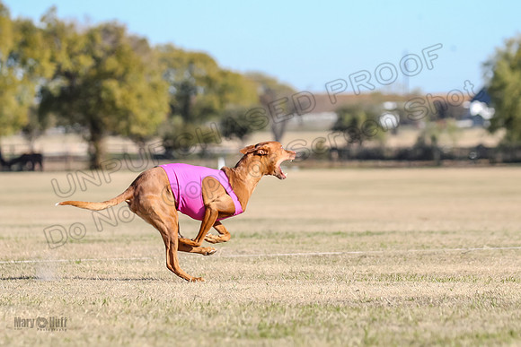 1Prelims Vet 1 Caper Copper-0972