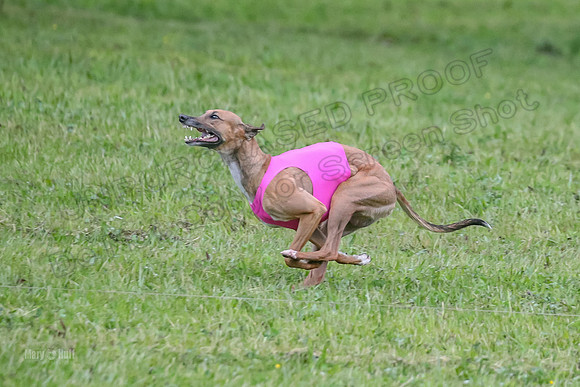 Prelim Open B4, Marlee Wrath Sonic-8478