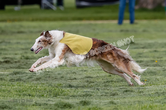 Prelim, Open, Rainbow Vera-8467