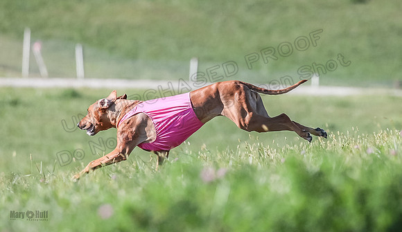 1 Prelims Vet 2 Xena Libby-5382