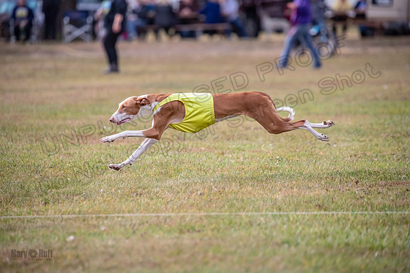Finals Fch 2 Beastie Willow Ginny-3228