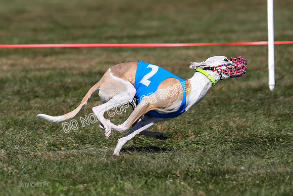Prg 4, Race 3, Fortuna Rosie Mika Warrior-2548