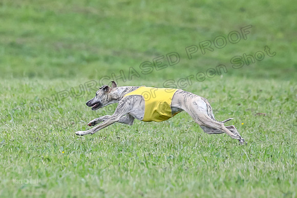 Prelim Open E6, Dazzle Sunshine-9201