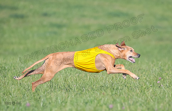 1 Prelims Vet 2 Xena Libby-5331