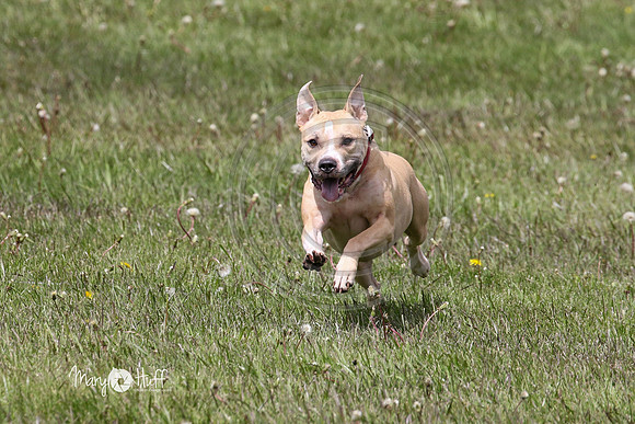MCH77189
