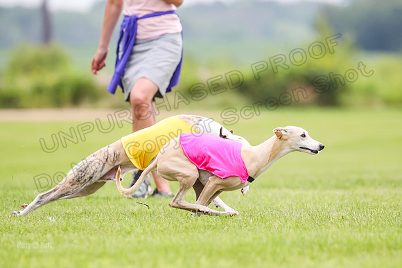 Finals Fch-Vet 2, Wilson Buttercup-1733