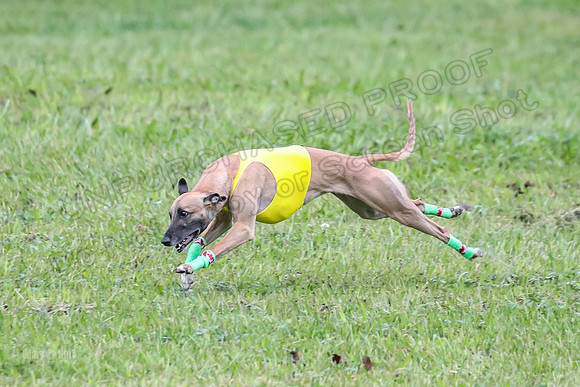 Prelim Open B5, Wiley Pippi Indy-8537
