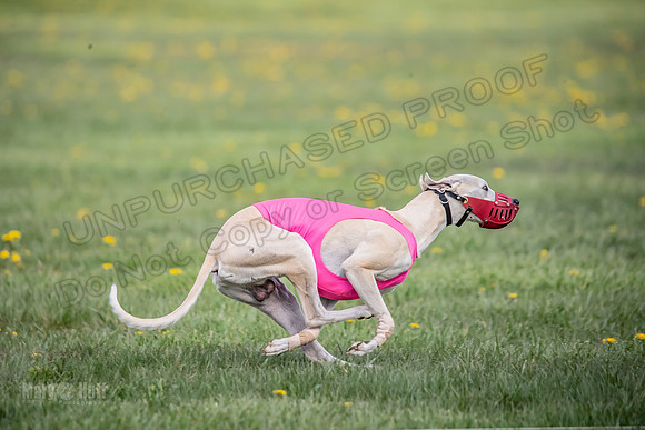 1 Prelim FCh A4 Whisper Zinger-6718