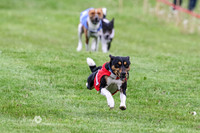 Basenji Saturday May 20