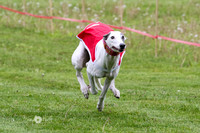 Greyhound Saturday May 20