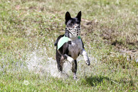 Basenji Sunday May 21