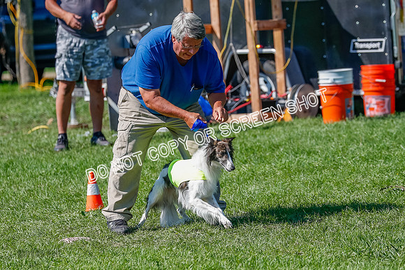 Silken Windhound Prelim, Finnegan-2948