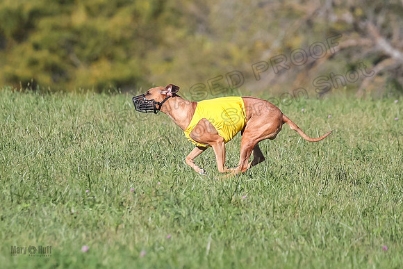 1 Prelims Open 1 Kinky Ash Zanna-4477