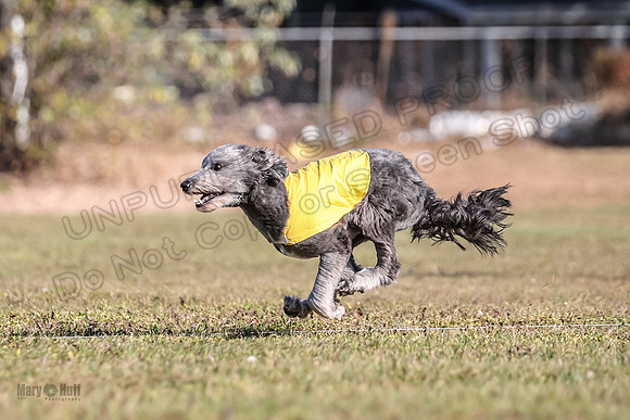 Pepper-4446