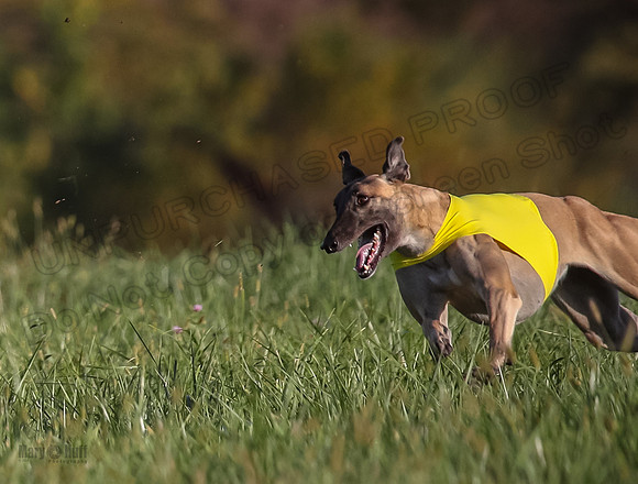 1 Prelim Open Minnie Luco Bunny-8824