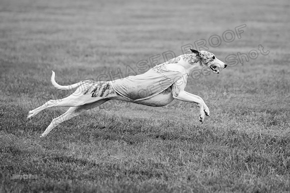 Prelims Misty-0665-2
