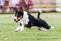 Basenjis