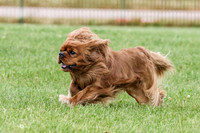 MCH71506