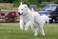 Great Pyrenese