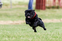 Staffordshire Bull Terrier