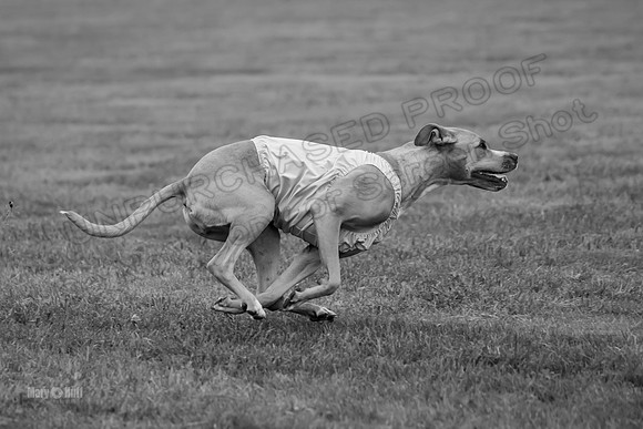 Prelims Zara-0836-2