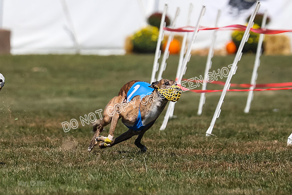 Prg 3, Race 11, Jamie Thunder Dusty Rarity-2214