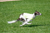 Silken Windhound Prelim, Finnegan-2963