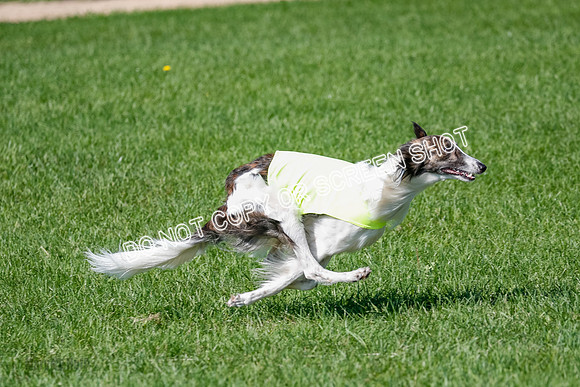 Silken Windhound Prelim, Finnegan-2963