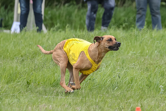 Finals Fch Opal Islay Eve-8999