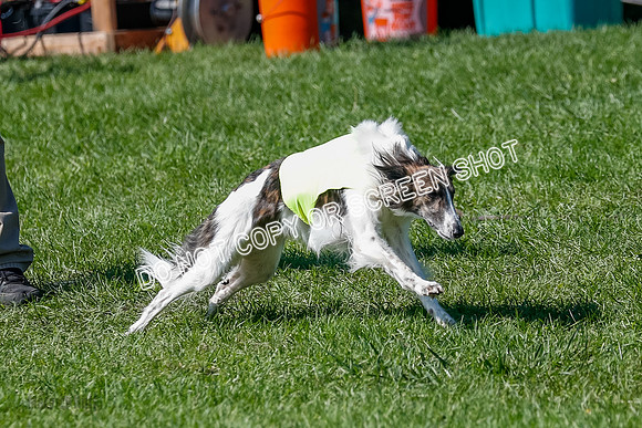 Silken Windhound Prelim, Finnegan-2952