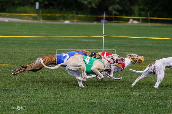MCH72789 Raylee, Stoke, Sprout, Shelby