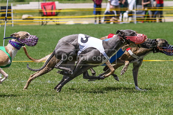MCH72888-2 Time, Jonesy, Whistler, Gossip