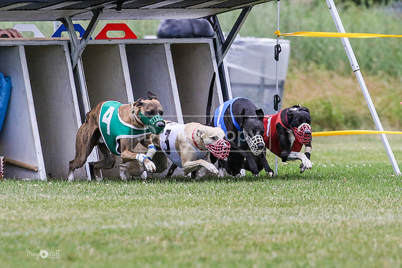 MCH72899 Kashi, Harlee, Shelby, Journey