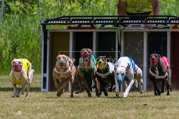 MCH72469 Bean, Sprout, Hero, Stoke, Danno, Shelby
